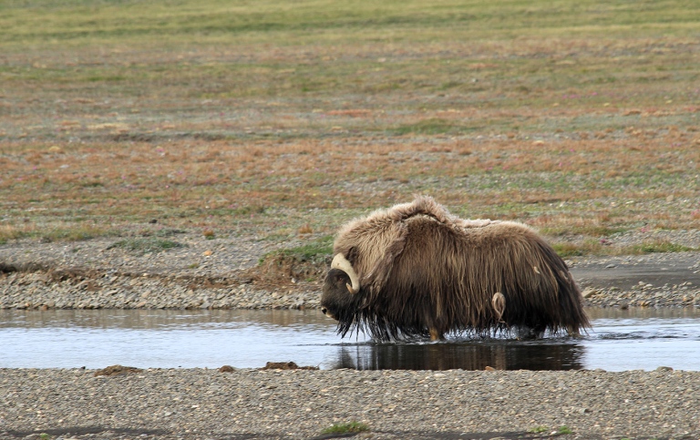 Muskox in Siberia