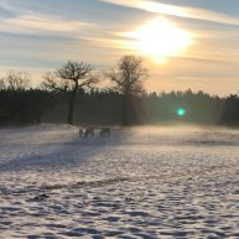 Snö, hästar och en vintersol.