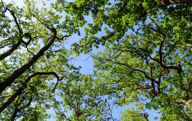 Trädkronor skyddar markvegetationen från extremt varma temperaturer. Fotos: Josef Brůna