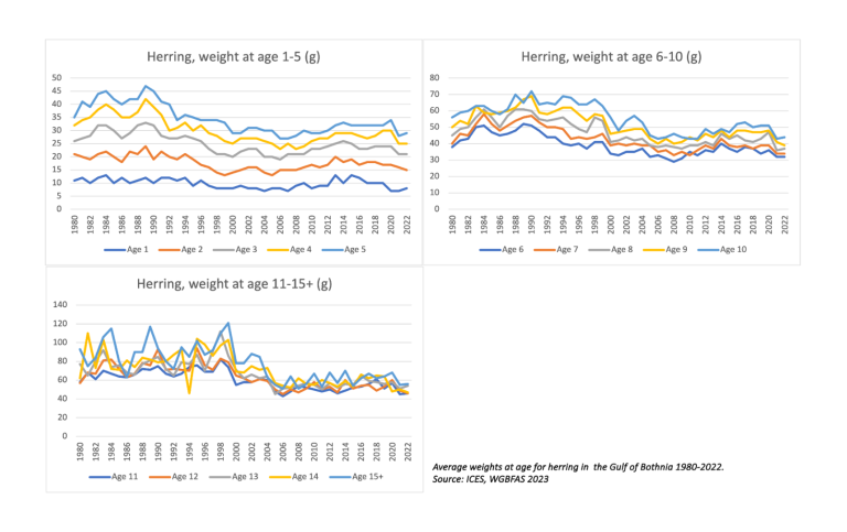 weight at age herring 1980-2022