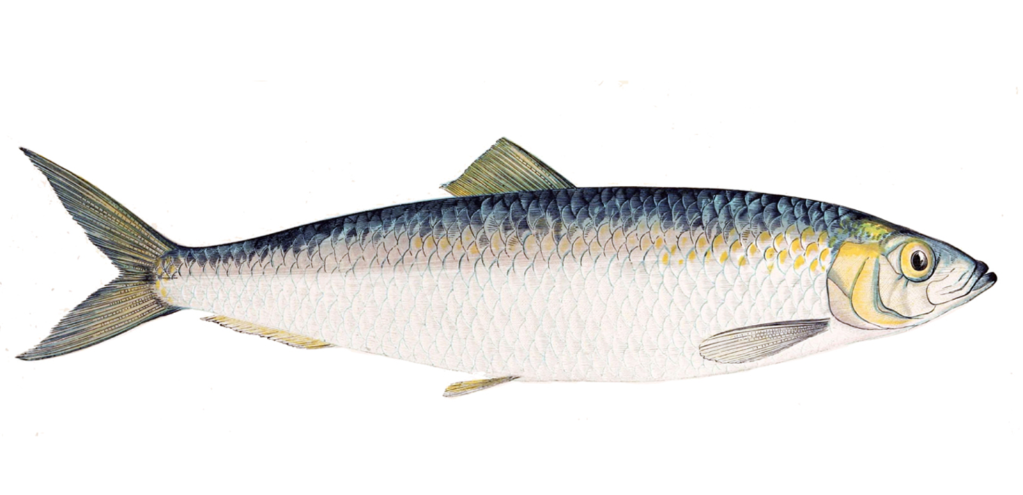 herring header