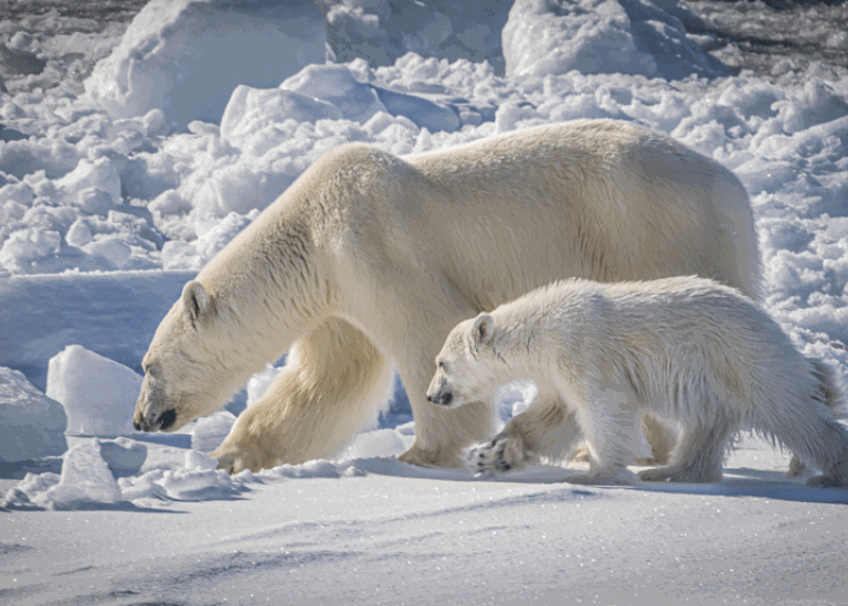 Isbjörnsmamma och unge på besök utanför isbrytaren Oden. Foto: Michael Tjernström/Stockholms univ