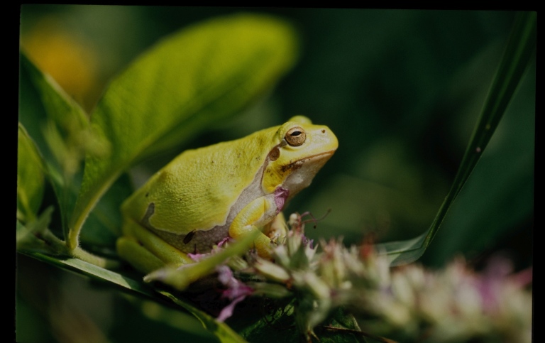 Tree frog