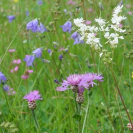 Grassland