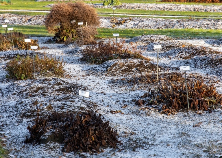 Rows of plants in winter dormancy under thin snow cover. The plants are signposted.