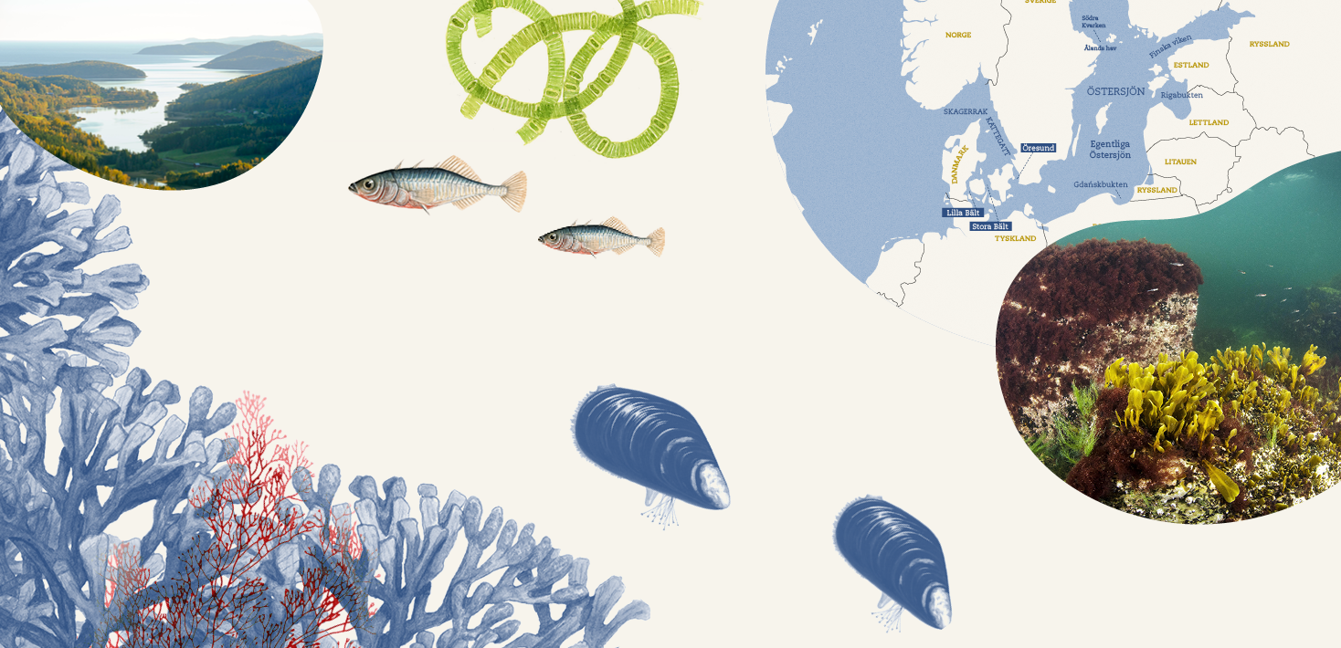 Illustration över arter i Östersjön