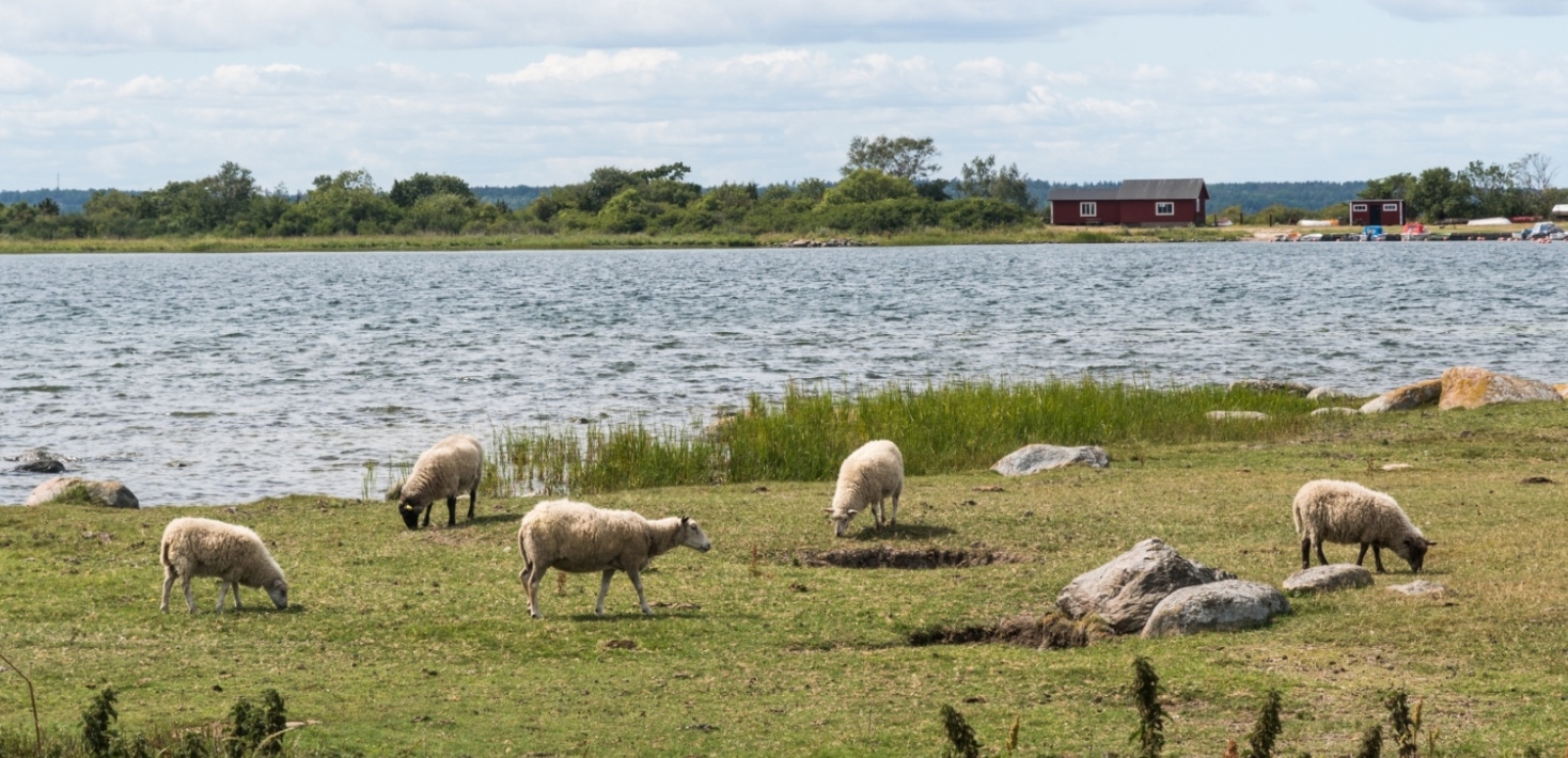 Betande får vid kusten i Halltorps hage naturreservat på Öland.