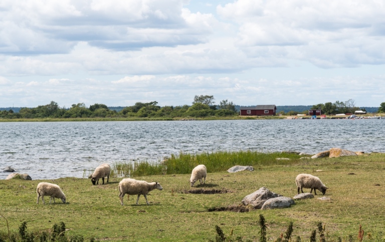 Betande får vid kusten i Halltorps hage naturreservat på Öland.