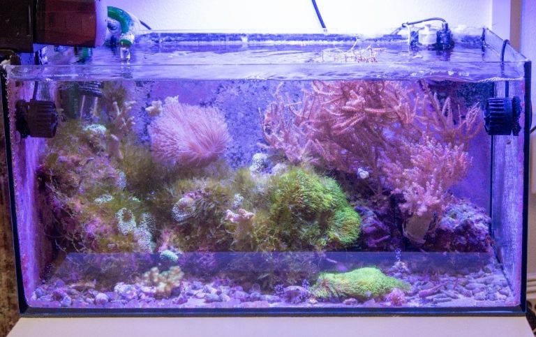 Ett akvarium med rosa och gröna nästan lysande koraller.