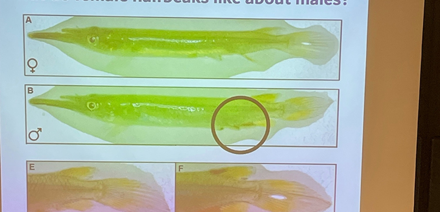 Föreläsning i biologi på Basårsdagen 2024