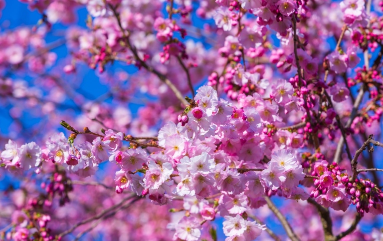 Körsbärsblommor