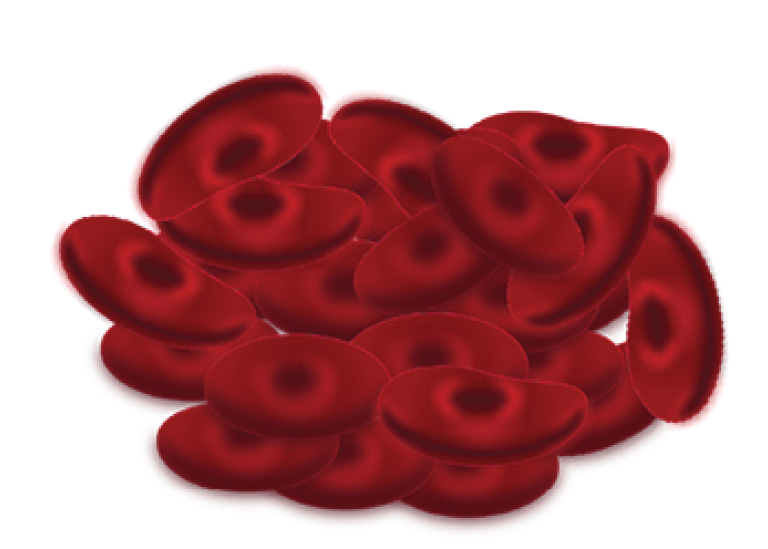 Blood cells