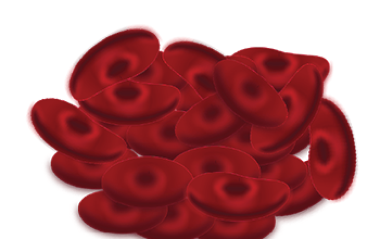 Foto: Aseedtolife / Wikimedia Commons Blodkroppar