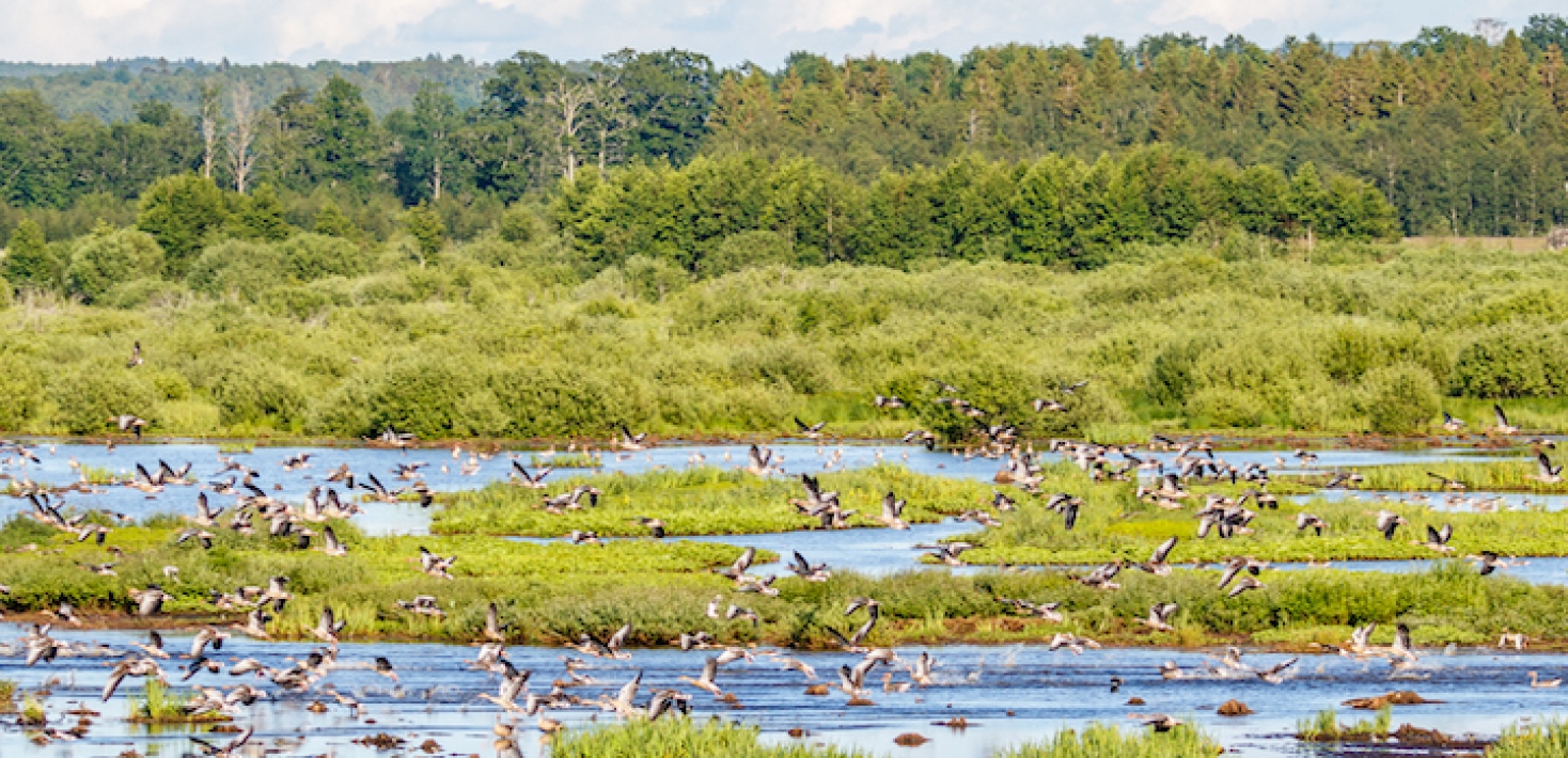 Flock med gäss över en våtmark.