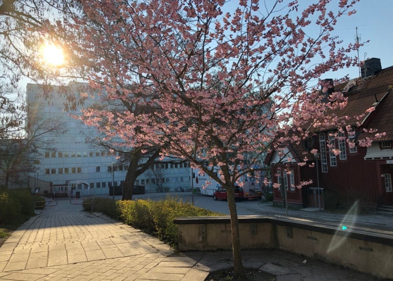 Södra huset, blommande rosa träd i förgrunden. Foto: Helene Komlos-Grill/Stockholms universitet
