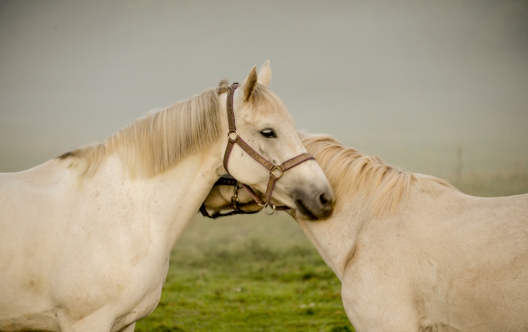 Två vita hästar står nära varandra på en äng
