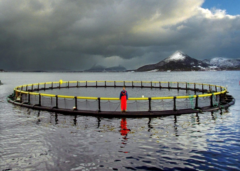 Laxodlingskasse i havet i Norge