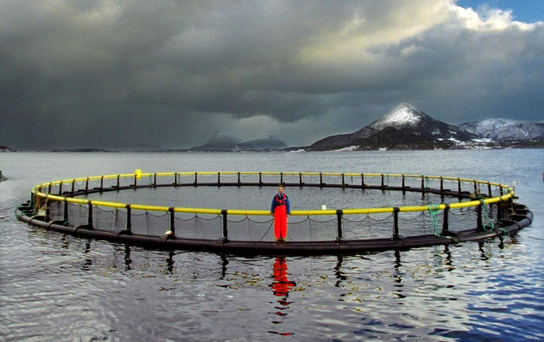 Laxodlingskasse i havet i Norge