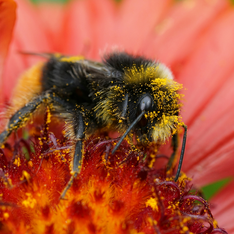 Humla pollinerar blomma