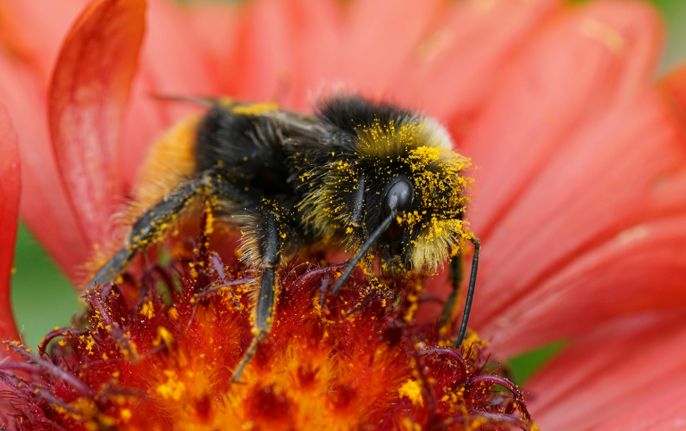 Humla pollinerar blomma