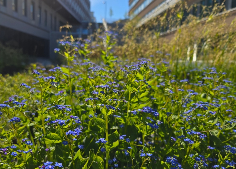 Blå blommor framför Albanotrappan. Foto: Sanna Tielman Tärnström