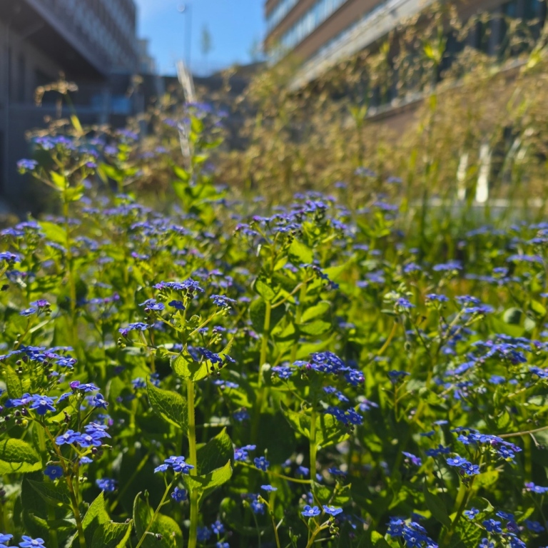 Blå blommor, Albanotrappan suddig i bakgrunden