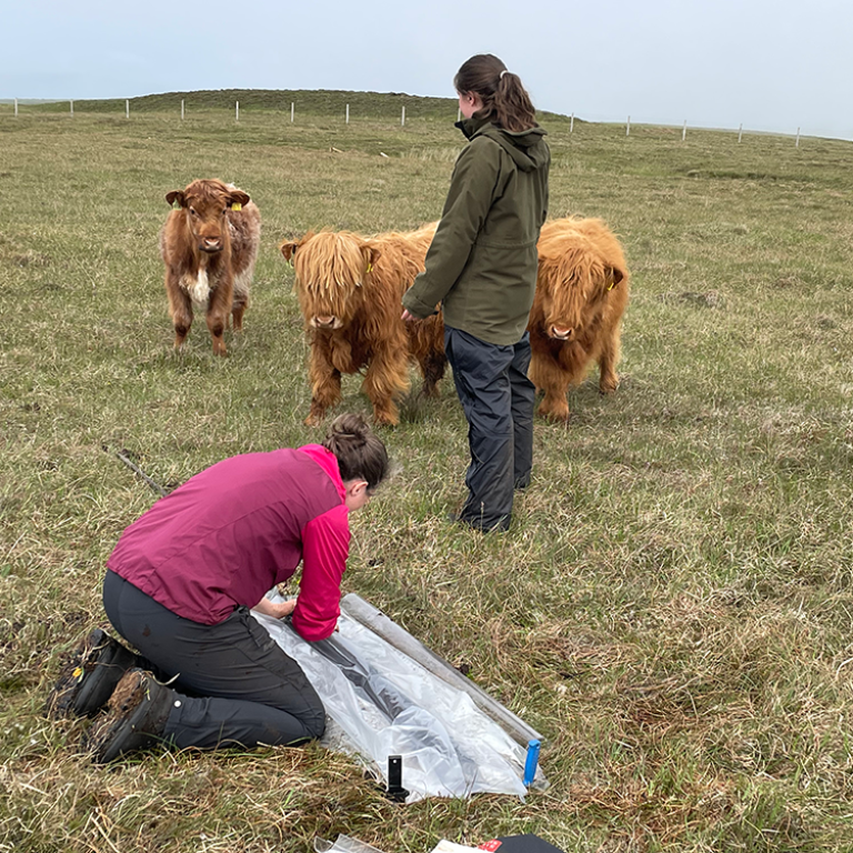 Curious highland cattle visiting the researchers working at the peat bog