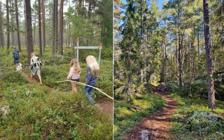 Collage. Image 1: 3 children on forest path, 2: forest path, 3: 2 children cycling on forest path