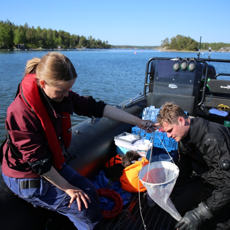 Researchers extract samples from a small plankton net, in a rib boat.