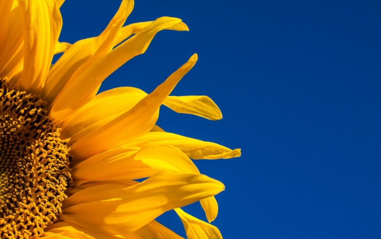 Solros mot mörkblå himmel. Foto: Johan Nilsson Holmqvist från Unsplash