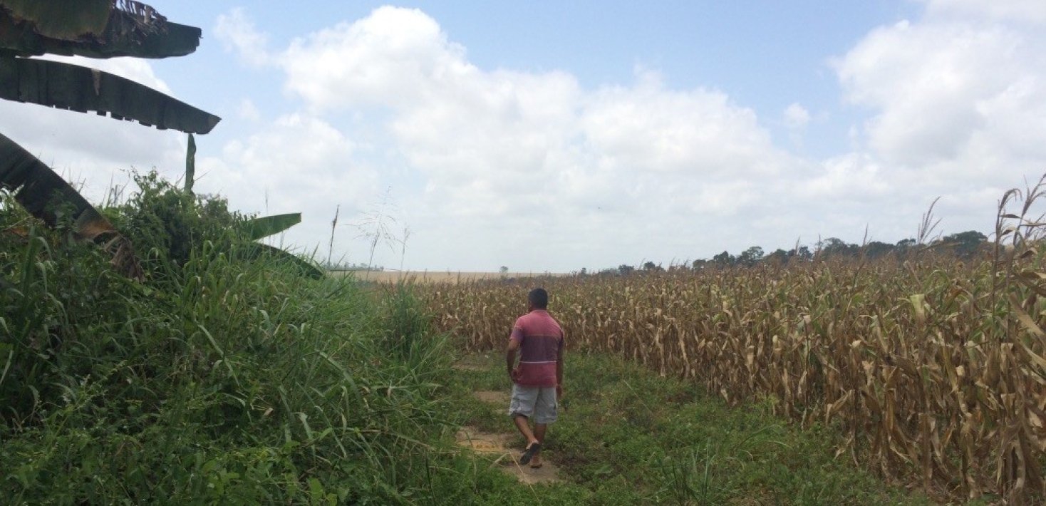En man promenerar längs fält i Brasilien. Foto: Almut Schilling-Vacaflor