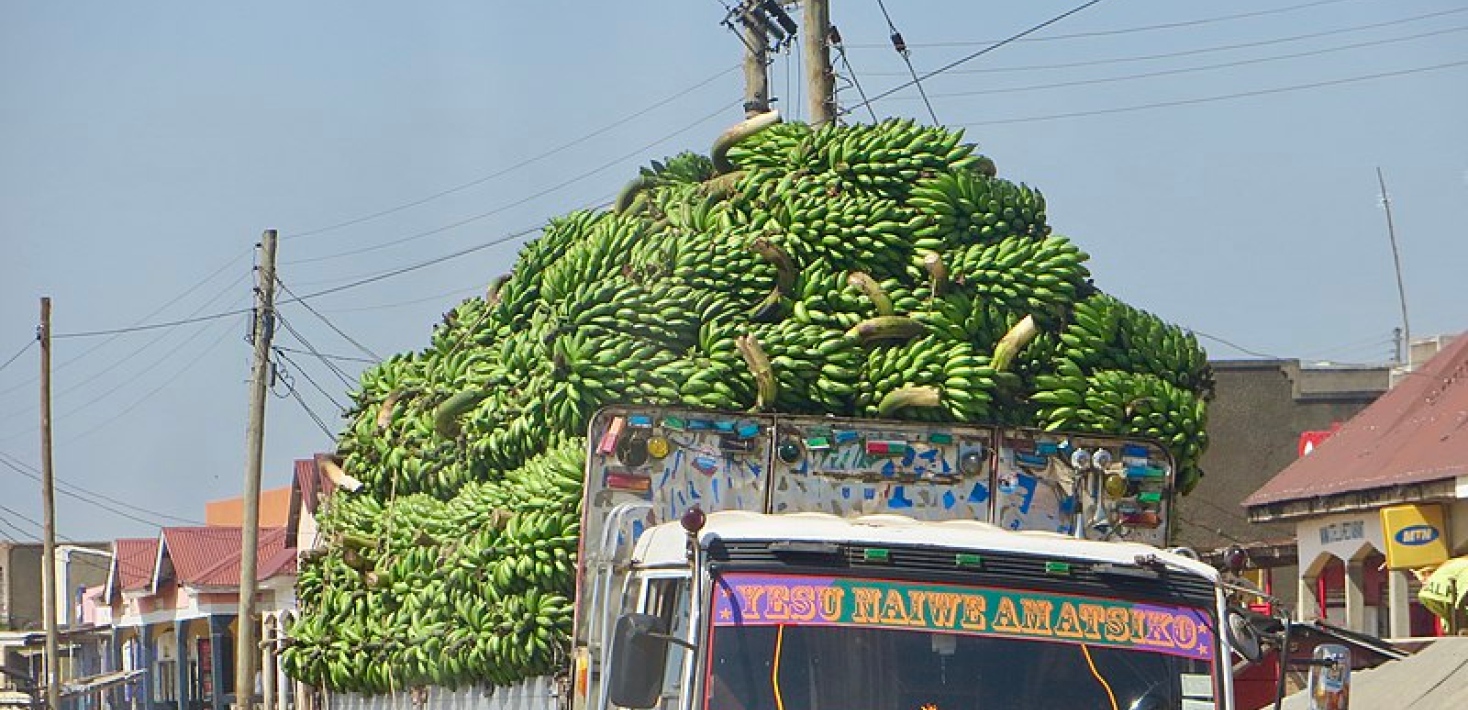 UGANDA. A big truck transporting matooke (plantain). Photo: Sharon Dawn © 2019 Wikimedia CC