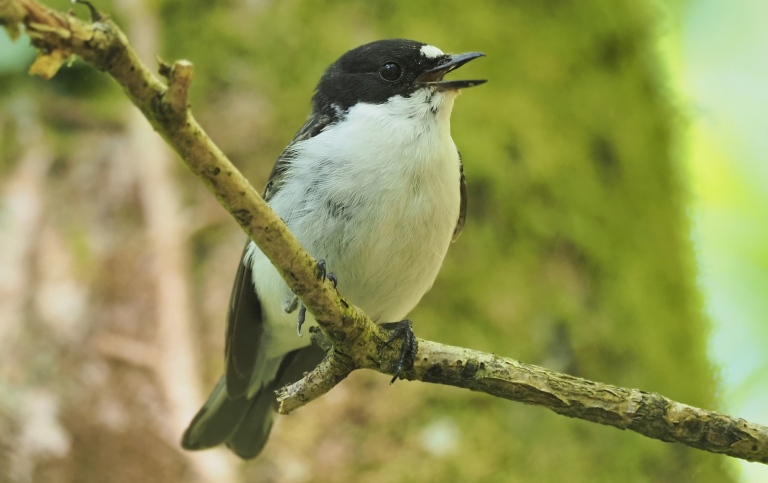 Pied flycatcher. Photo: Tom Wallis.