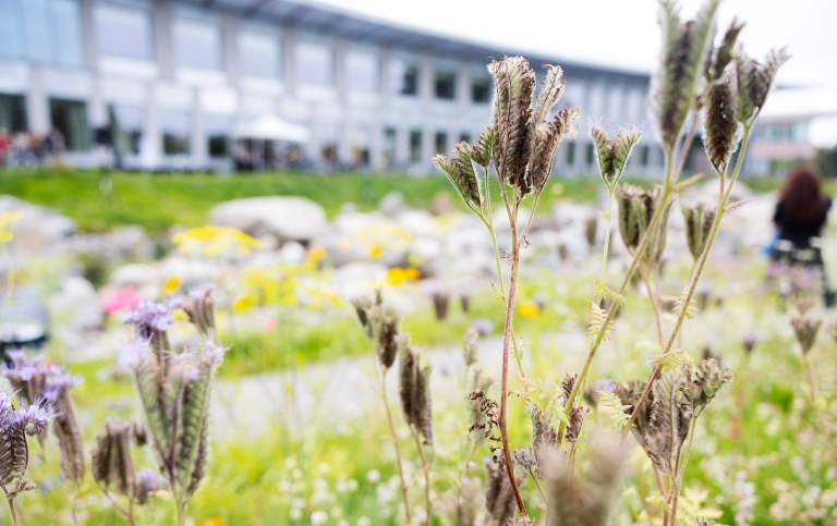 Albano på sensommaren, med blommor i förgrunden. Foto: Nils Petter Nilsson/ Akademiska Hus