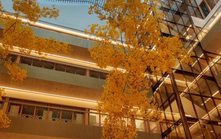 En ljus innergård med ett gult bladverk i fokus