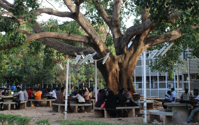 A large tree with university students studying in its shade