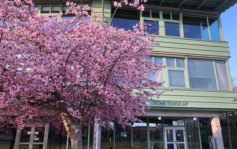 Blommande körsbärsträd vid Geohuset