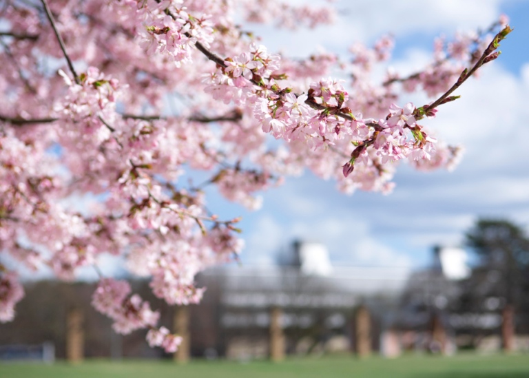 Vårblommor på Campus.