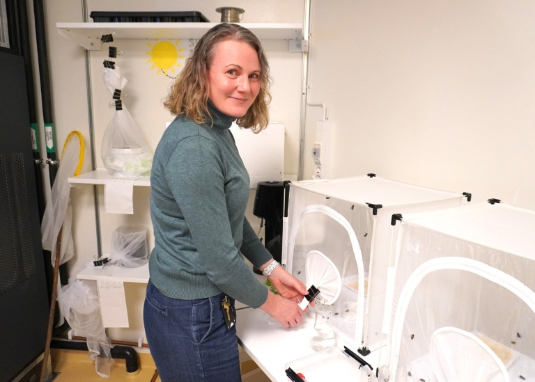 Emily Baird i labbet med humlorna