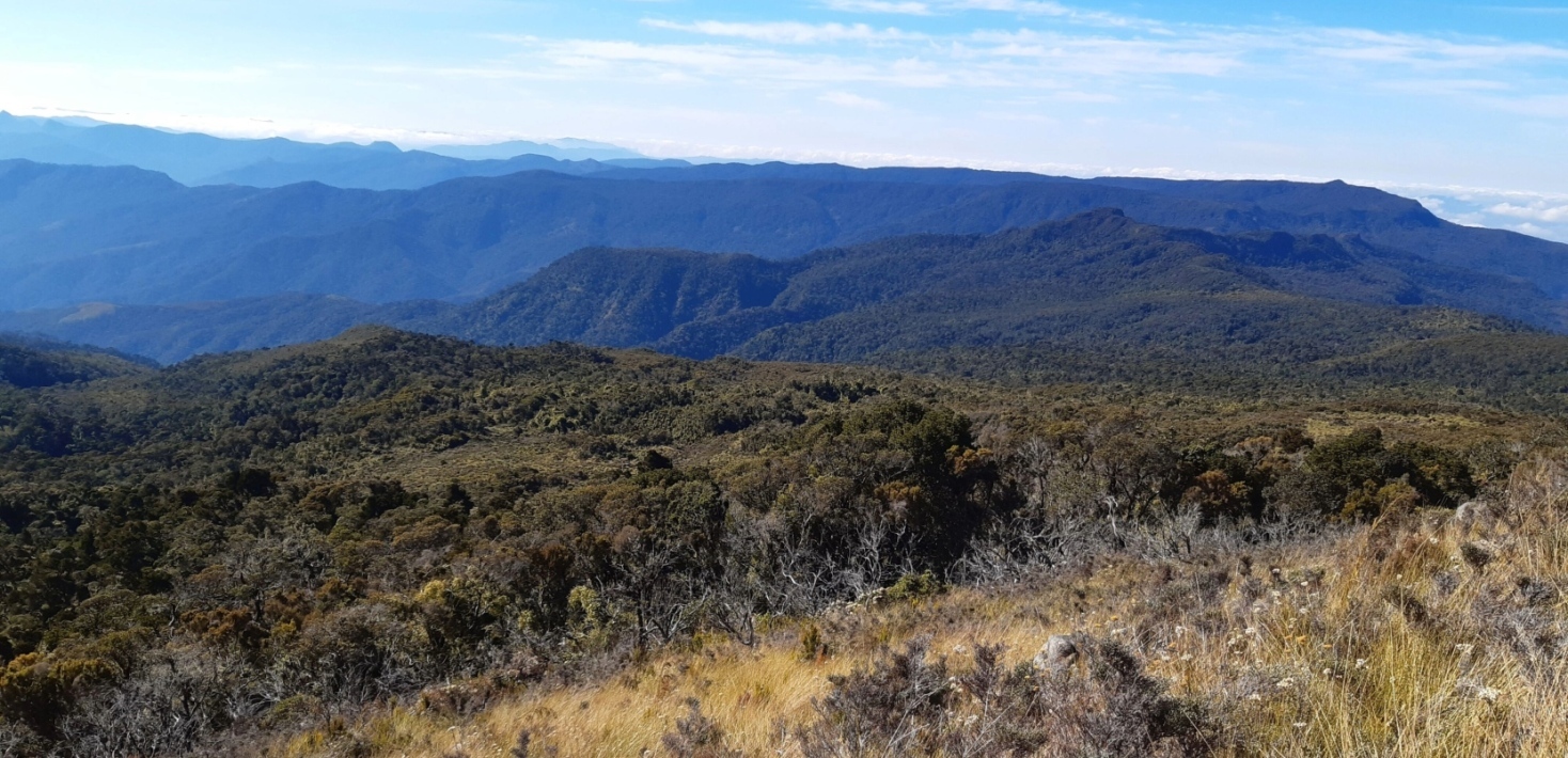 Grassland and forest in Tsaratanana massif, in the north of Madagascar