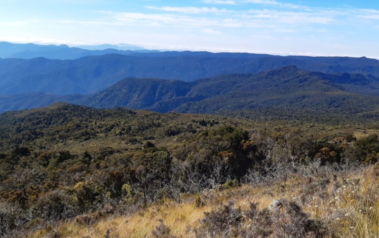 Grassland and forest in Tsaratanana massif, in the north of Madagascar