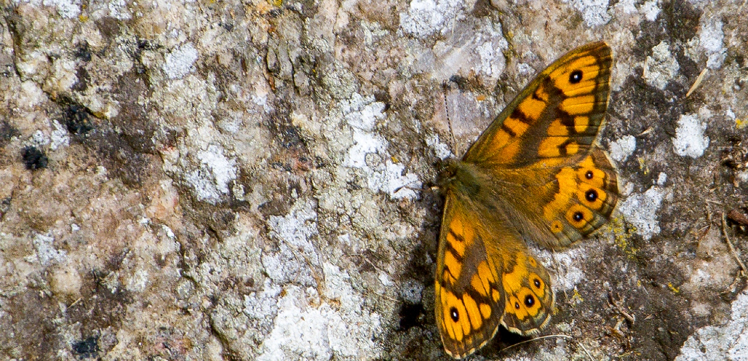 Orange butterfly on a rock
