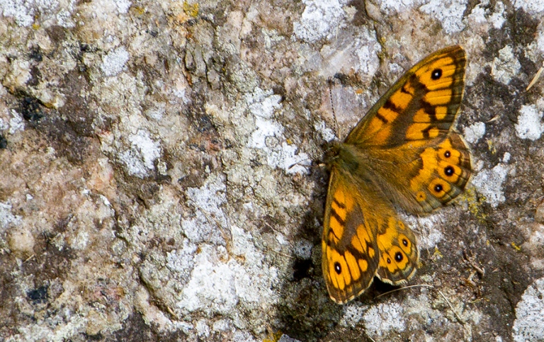 Orange butterfly on a rock
