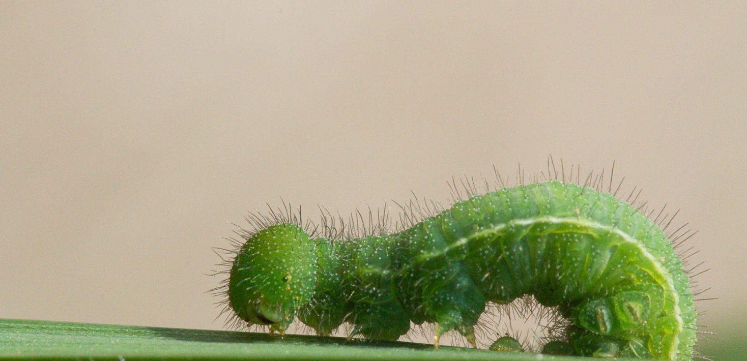 Green larvae on a leaf