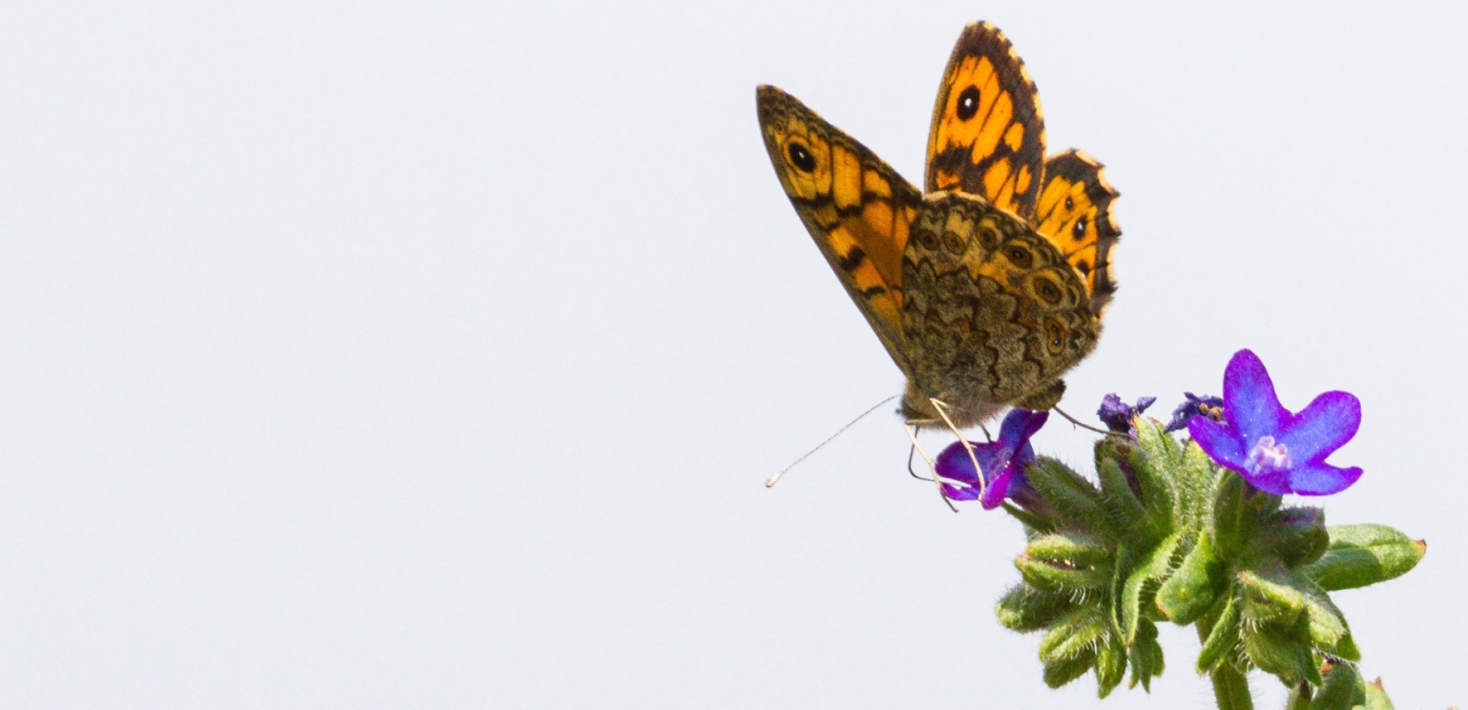 Orange butterfly on a flower