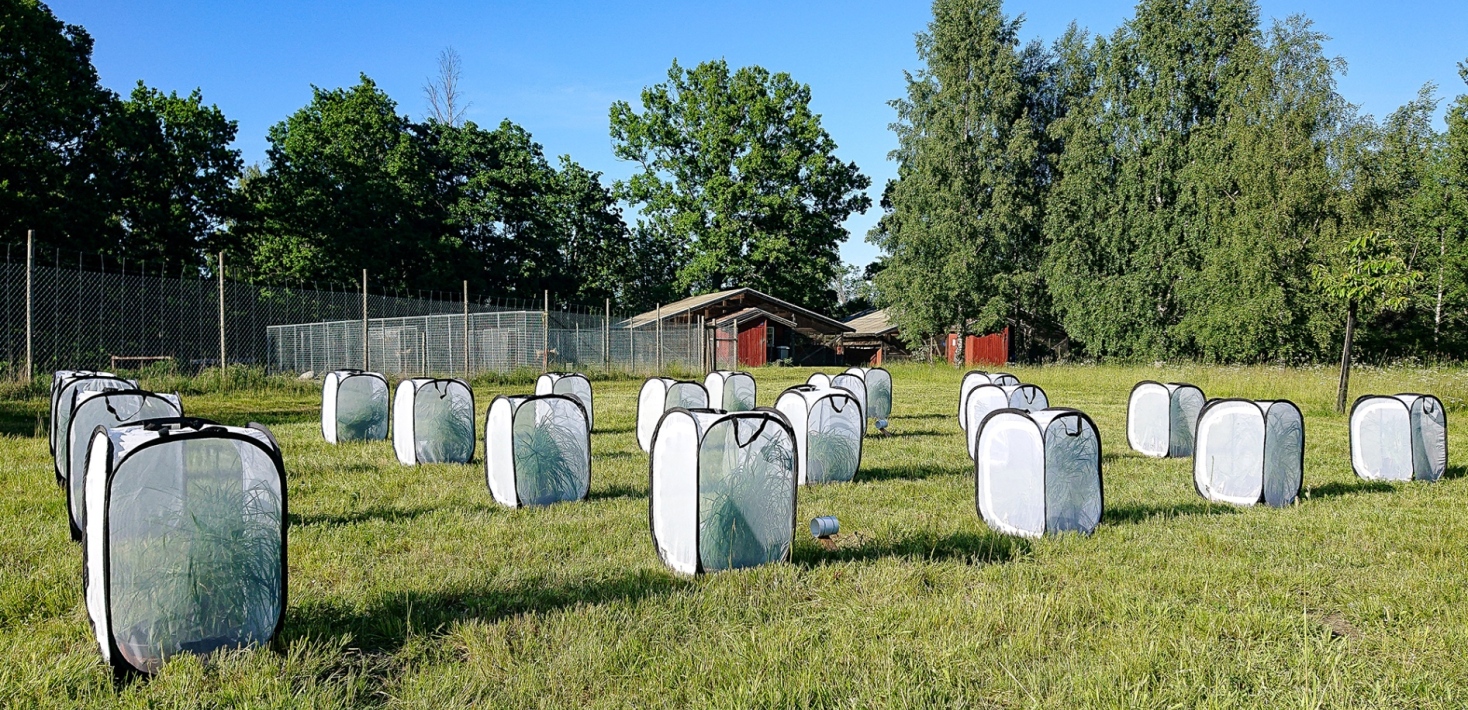 White cages on a green field