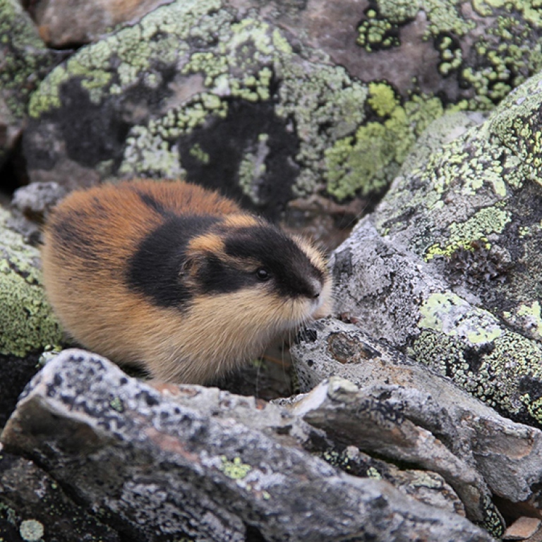 Norwegian lemming on the rocks in Sarek National Park