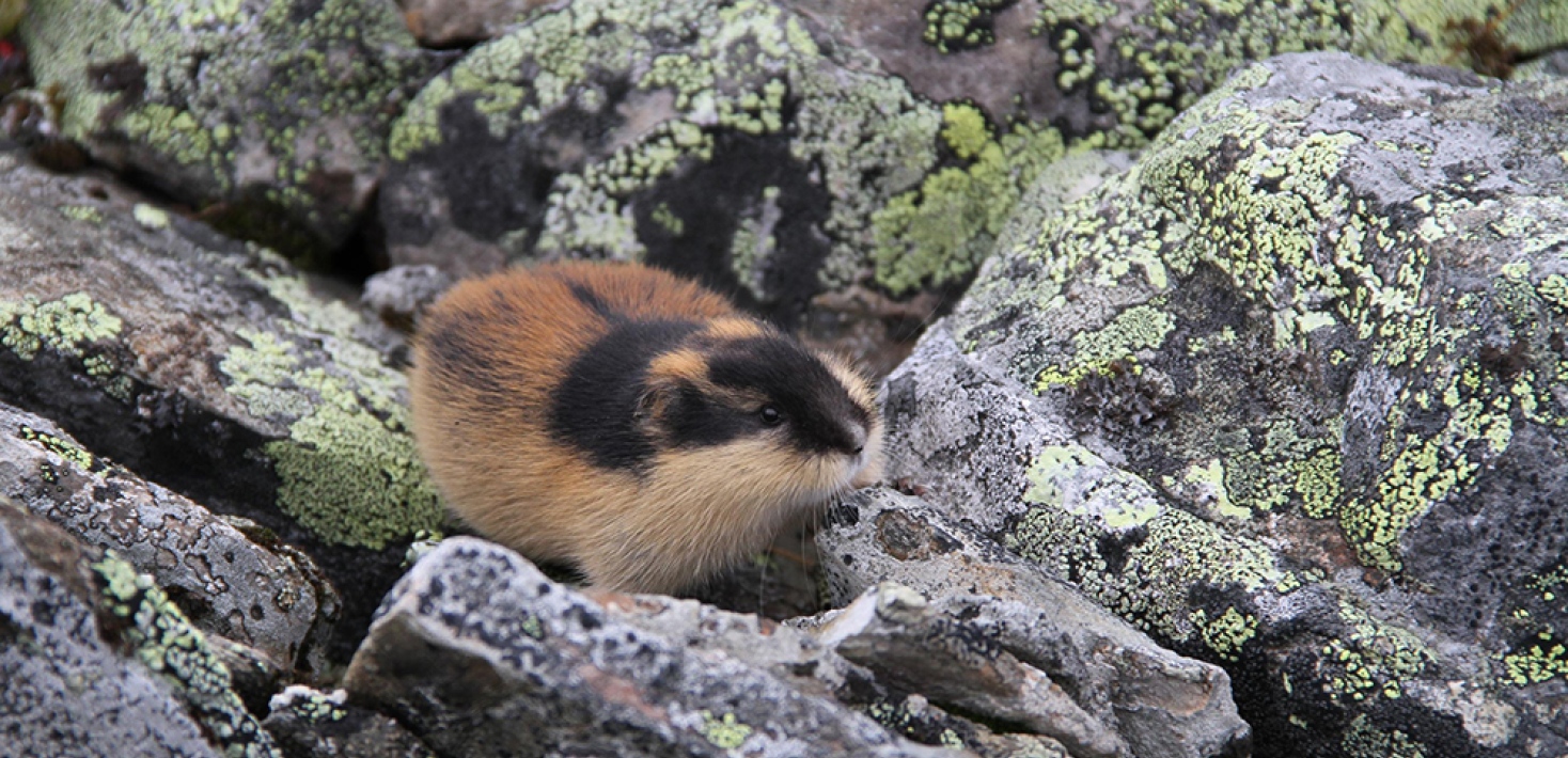 Norwegian lemming on the rocks in Sarek National Park