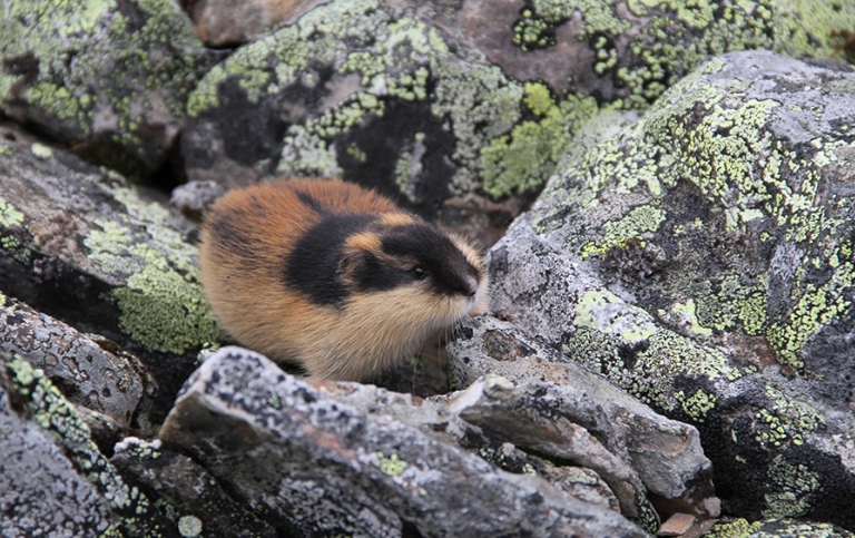 A Norwegian lemming, nicknamed Kurt, runs across rocks in Sarek National Park, Sweden. Photo: Love Dalén Norwegian lemming on the rocks in Sarek National Park