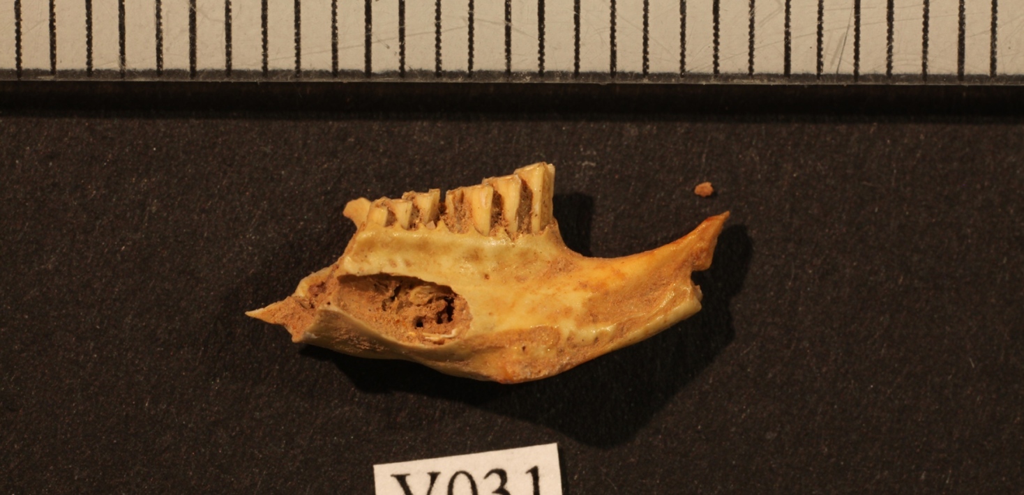 Jaw from ancient lemming 